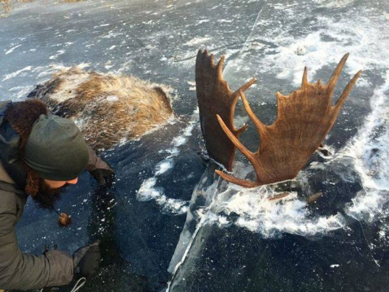 Illustration for article titled Encuentran dos alces congelados a mitad de pelea en un lago perdido de Alaska